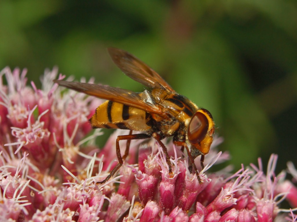 Una Volucella - forse - da determinare